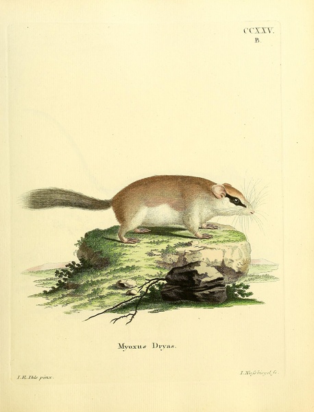Forest Dormouse Print