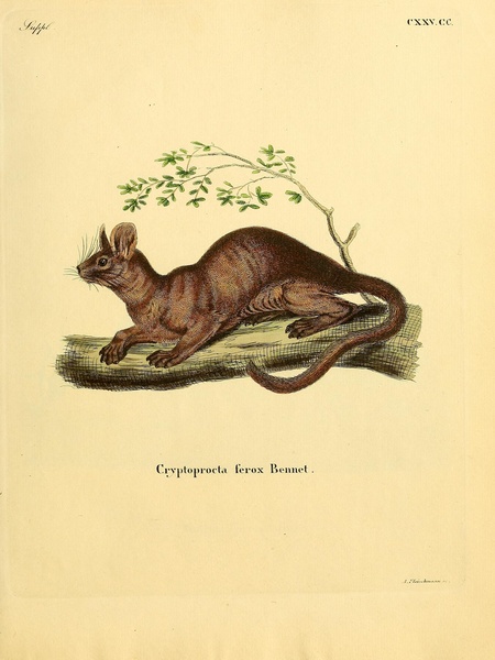 Fossa Print