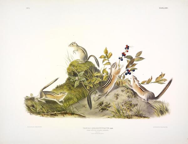 Four Striped Ground Squirrel Print