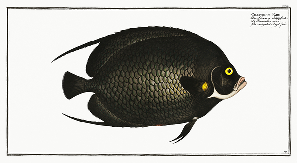French Angelfish Print