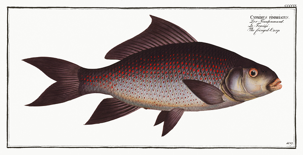 Fringed Lipped Peninsula Carp by History In Your Home