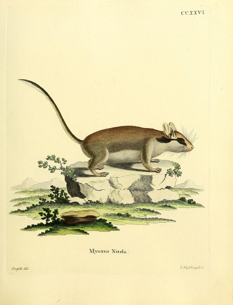 Garden Dormouse Print