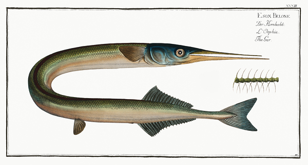 Garfish Garpike Sea Needle by History In Your Home