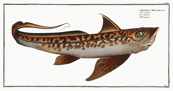 Ghost Shark Rabbit Fish by History In Your Home