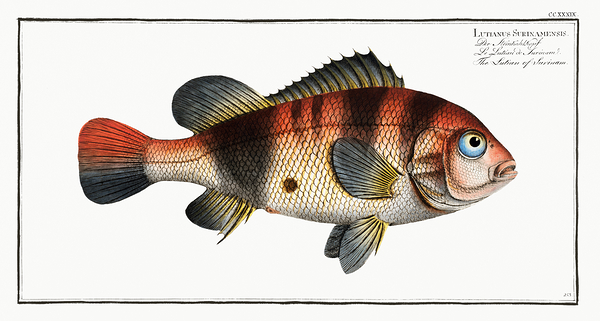 Gilt Head Bream Print