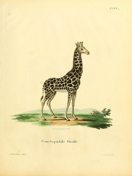 Giraffe Print