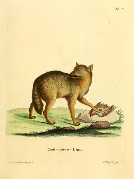 Golden Jackal Print