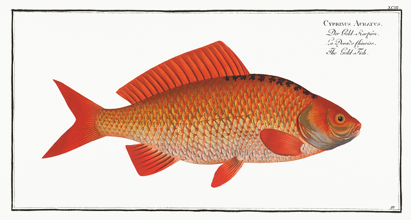 Goldfish Print