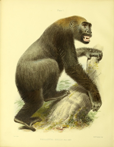 Gorilla Print
