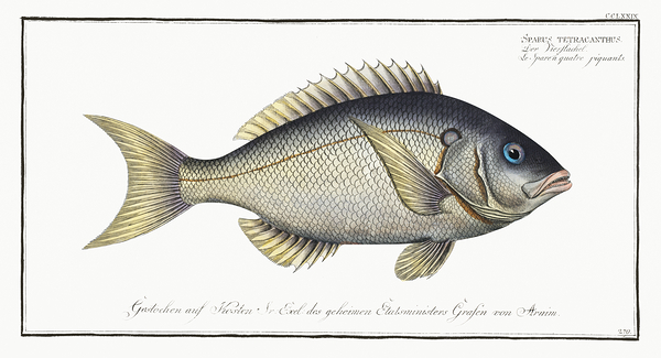 Gray Mangrove Snapper Print