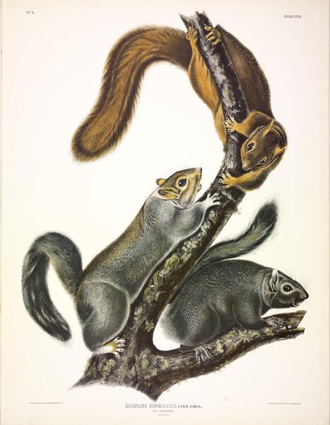 Gray Squirrel Print
