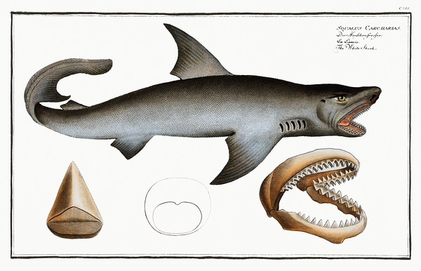 Great White Shark by History In Your Home