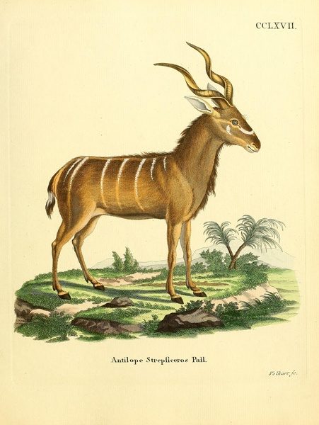 Greater Kudu by History In Your Home