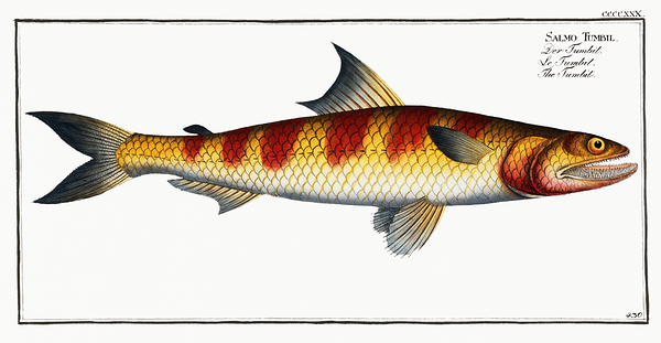Greater Lizardfish Print
