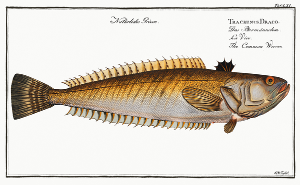 Greater Weever Print