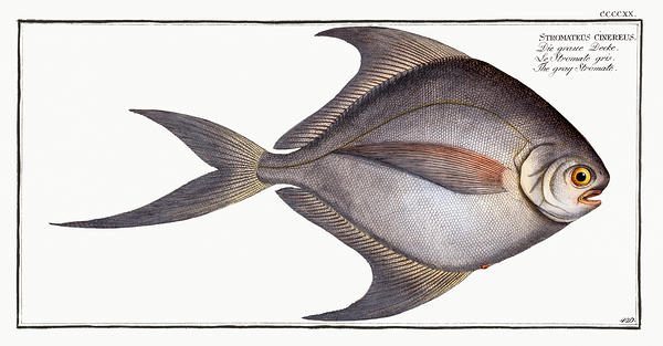 Grey Pomfret Print