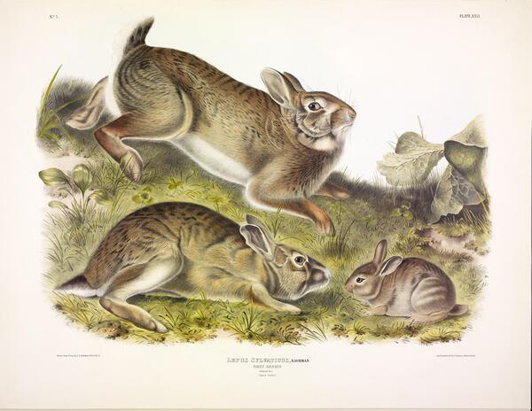 Grey Rabbit Print