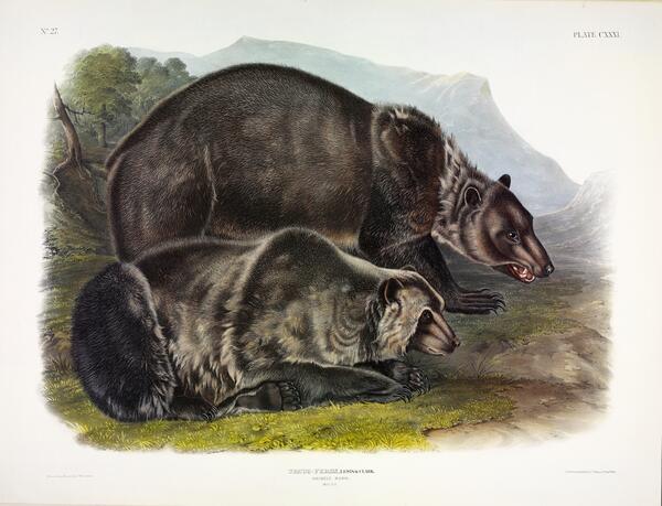 Grizzly Bear Print
