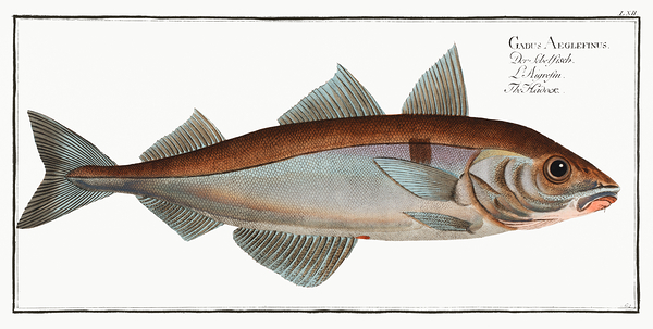 Haddock Print