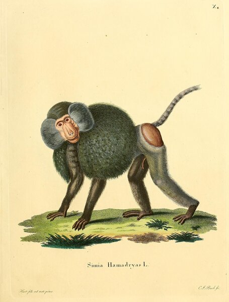Hamadryas Baboon Print