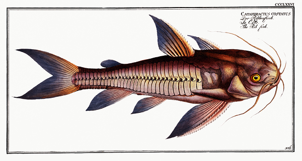 Hancocks Catfish Print