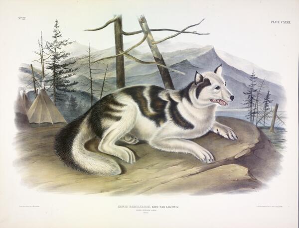 Hare Indian Dog Print