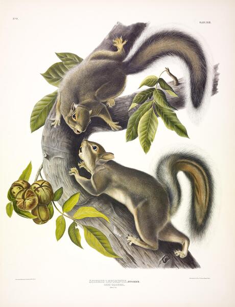 Hare Squirrel Print