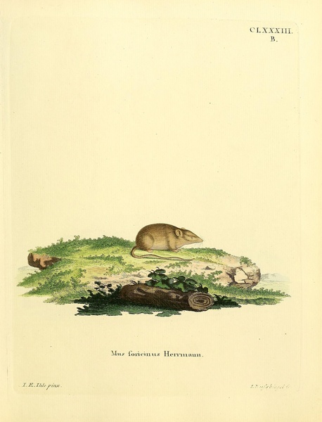 Harvest Mouse Print