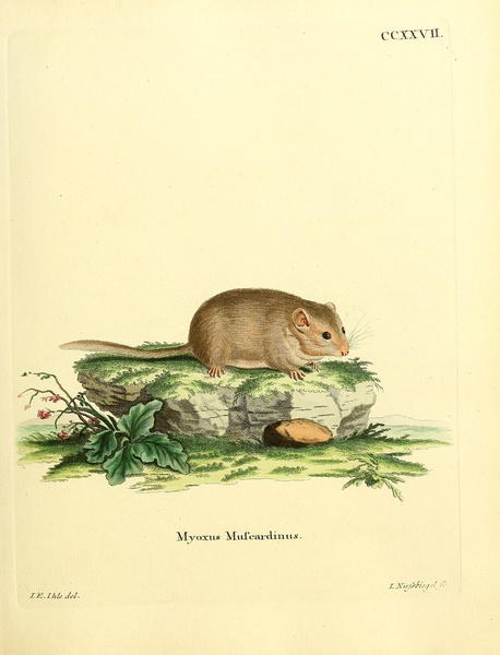 Hazel Dormouse Print