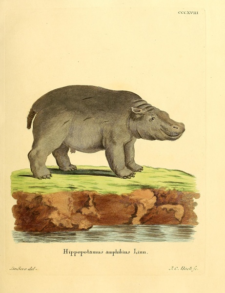Hippo Print