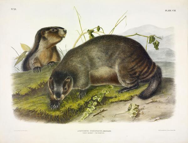 Hoary Marmot by History In Your Home