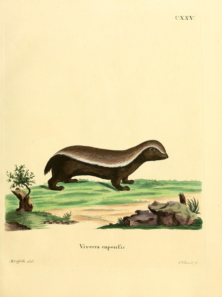 Honey Badger Print