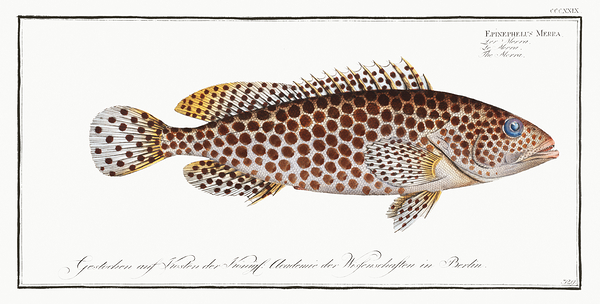 Honeycomb Grouper by History In Your Home