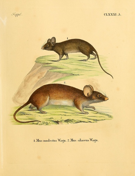 House Mouse Print
