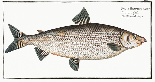 Houting Whitefish Print