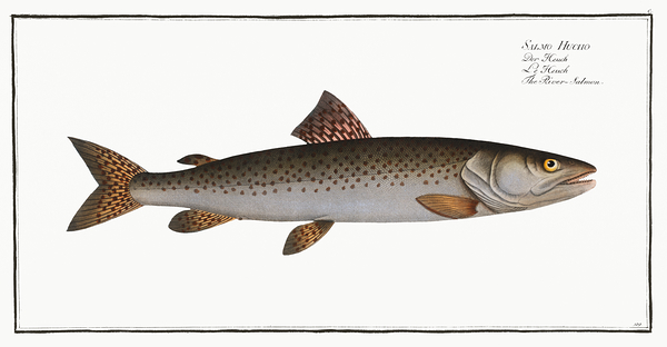 Huchen Dunube Salmon by History In Your Home