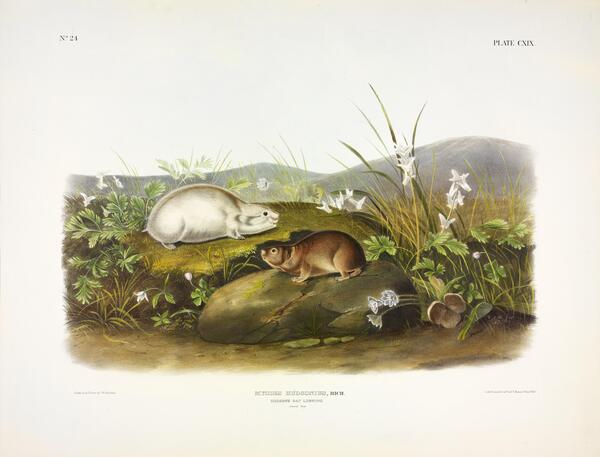 Hudson s Bay Lemming by History In Your Home