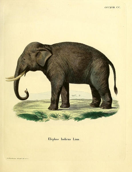 Indian Elephant Print