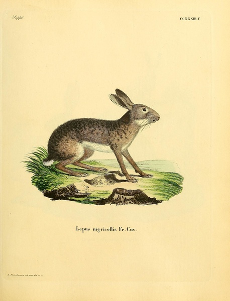Indian Hare Print