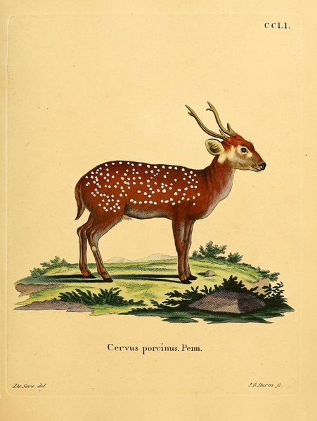 Indian Hog Deer Print