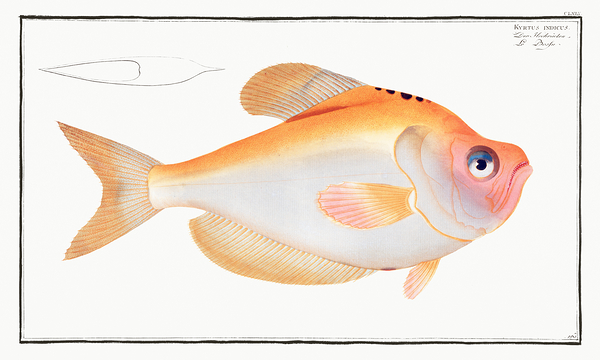 Indian Humphead Print
