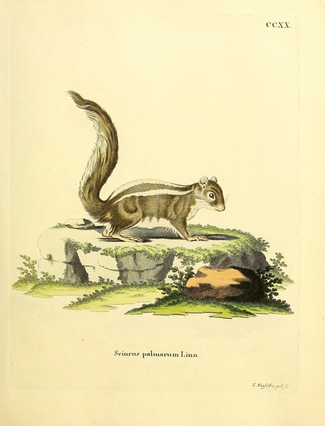 Indian Palm Squirrel Print