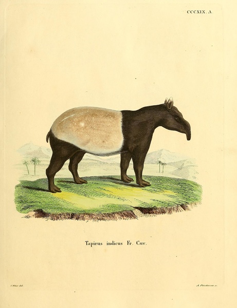 Indian Tapir by History In Your Home