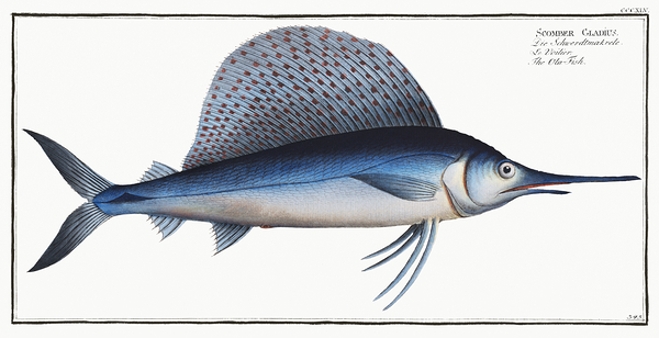 Indo Pacific Sailfish by History In Your Home