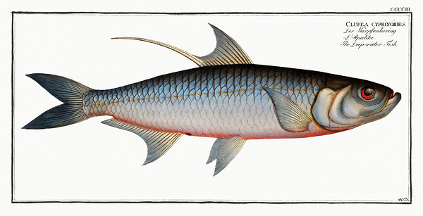 Indo Pacific Tarpon by History In Your Home