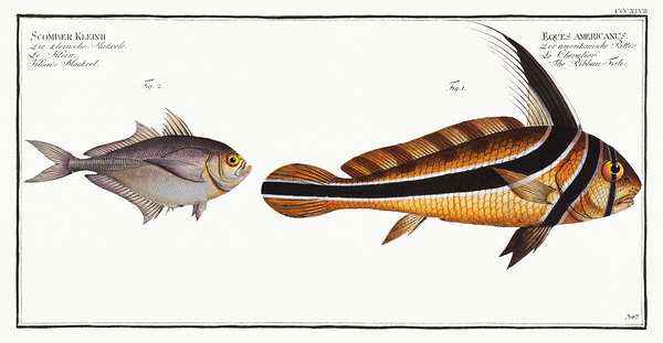 Jack Knifefish  Razorbelly Scad by History In Your Home