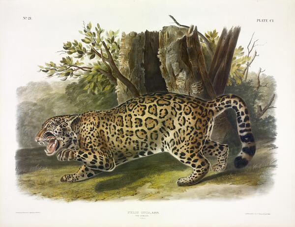 Jaguar Print
