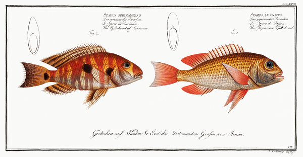 Japanese Threadfin Bream and Redstriped Eartheater Print