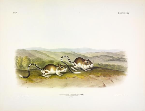 Jerboa Print
