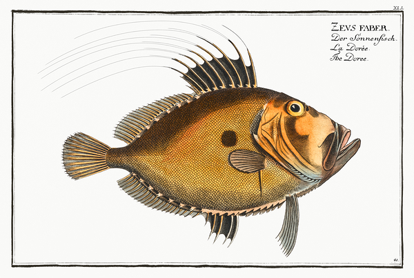 John Dory Print